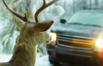 Old headlights and deer. Concept of i hit a deer with my car