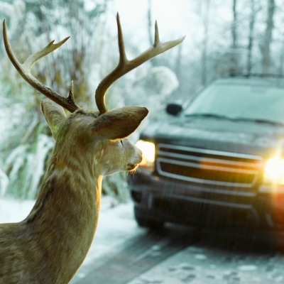 Old headlights and deer. Concept of i hit a deer with my car