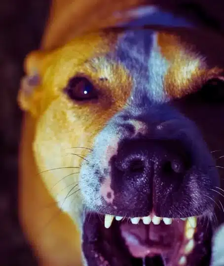 Mad dog showing his teeth up close.