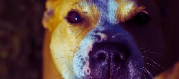 Mad dog showing his teeth up close.