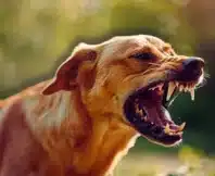 A dog with its mouth open, baring sharp teeth in an aggressive or defensive posture.