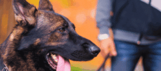 Close-up of a German Shepherd dog on a leash next to its owner outdoors sue if a dog has never bitten