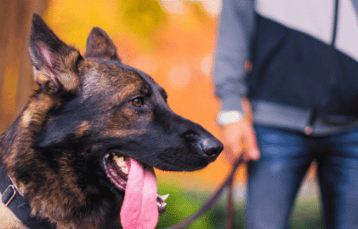 Close-up of a German Shepherd dog on a leash next to its owner outdoors sue if a dog has never bitten