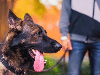 Close-up of a German Shepherd dog on a leash next to its owner outdoors sue if a dog has never bitten